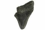 Bargain, Fossil Megalodon Tooth - South Carolina #294427-1